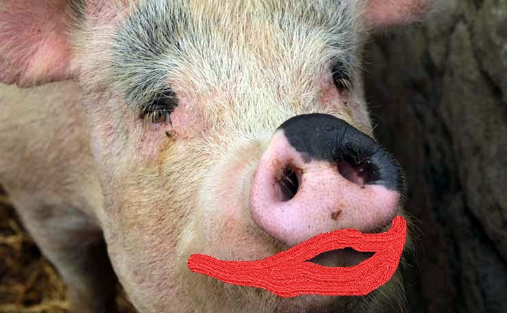 Lipstick on a Pig
