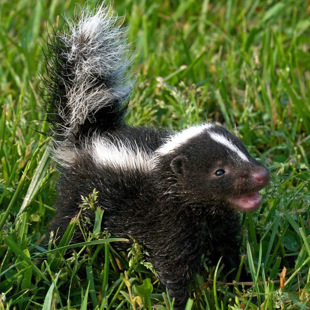 Polecat Aromatherapy