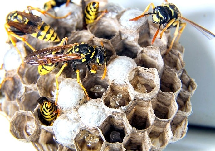 Boy, Are You Coming?